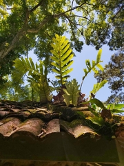 Polypodiopsida