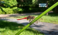 Orthetrum chrysis