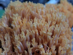 Ramaria