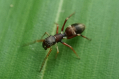 Salticinae