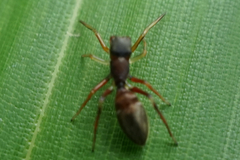 Salticinae