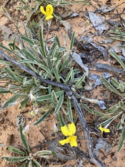 Goodenia willisiana