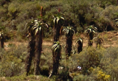 Aloe africana