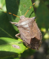 Picromerus nigridens