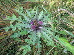 Cirsium acaule esculentum