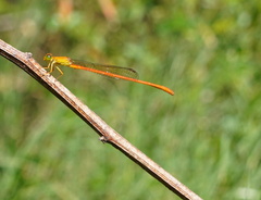 Ceriagrion glabrum