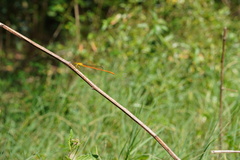 Ceriagrion glabrum