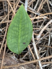 Cryptostylis subulata