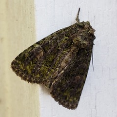 Phosphila miselioides