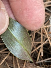 Cryptostylis subulata