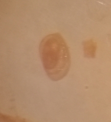 Miliammina obliqua