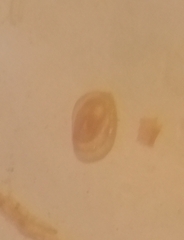 Miliammina obliqua