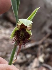 Calochilus paludosus