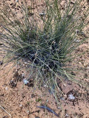 Schoenus subaphyllus