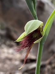 Calochilus paludosus