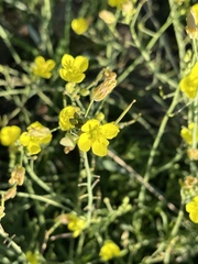 Diplotaxis tenuifolia