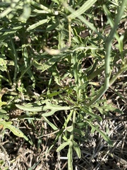 Diplotaxis tenuifolia