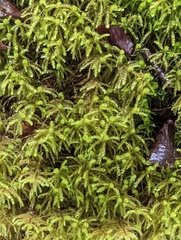 Eurhynchium