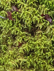 Eurhynchium