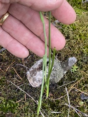 Calochilus paludosus