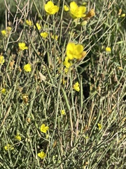 Diplotaxis tenuifolia