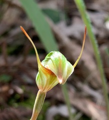 Pterostylis concinna