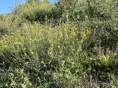 Diplotaxis tenuifolia