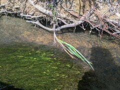 Potamogeton octandrus