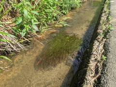 Potamogeton octandrus