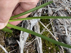 Orthoceras strictum