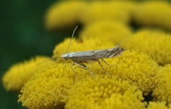 Isophrictis striatella
