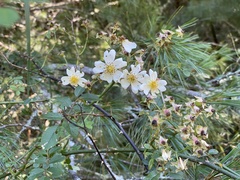 Rosa transmorrisonensis