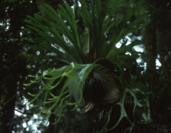 Platycerium superbum