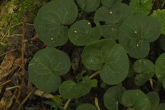 Asarum europaeum