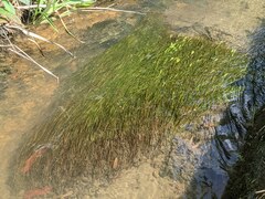 Potamogeton octandrus