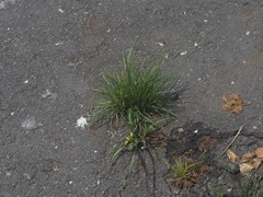 Cyperus rotundus