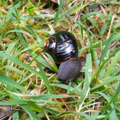 Victaphanta compacta