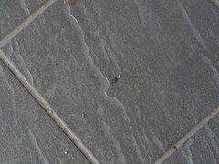 Hemidactylus frenatus