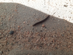 Cylindroiulus caeruleocinctus