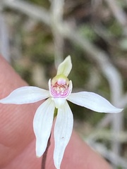 Caladenia alata