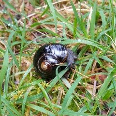 Victaphanta compacta