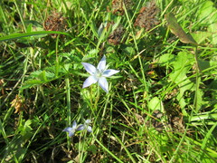Lomatogonium carinthiacum
