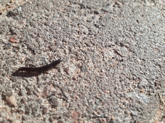 Cylindroiulus caeruleocinctus