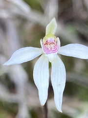 Caladenia alata