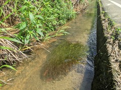 Potamogeton octandrus