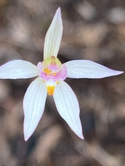 Caladenia alata