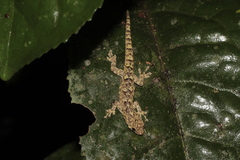 Lygodactylus guibei