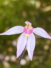 Caladenia alata