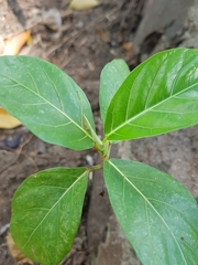 Ficus septica