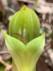 Pterostylis curta